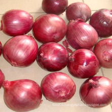 Export High Quality New Crop Red Onion 4-7cm